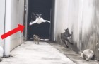 Godetevi le spettacolari mosse ninja con cui questo gatto riesce a sfuggire agli altri tre mici