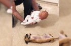 They showed their newborn baby to their Chihuahua for the first time ... and the dog's reaction is sweeter than expected!