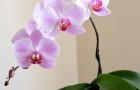 Video de Jardineria