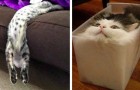 Video de Gatos