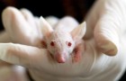 Chinese onderzoekers zijn erin geslaagd gezonde muizen geboren te laten worden uit twee gezonde moeders, zonder vader 