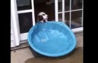 Dog wants the swimming pool in the house !!