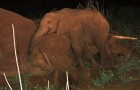 Elefantito huerfano rechaza abandonar a su madre, concientizar al hombre con este mensaje