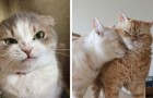 Video Video's van Katten Katten