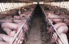 Gli scienziati avvertono: il consumo di carne deve diminuire del 90%, o le conseguenze saranno disastrose
