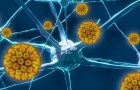 Un nuovo studio prova il legame tra virus Herpes simplex e Alzheimer