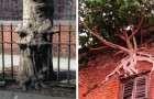 22 veerkrachtige bomen die zich niet lieten tegenhouden door het cement in een stad