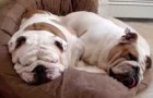 Due bulldogs che dormono pesantemente!