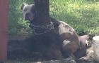 Um pit bull fica preso a uma corrente sem comida e sem água por vários dias: os vizinhos decidem salvá-lo