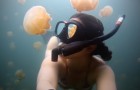 Se avete il terrore delle meduse non guardate questo video