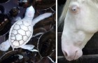 23 Fotografien von sehr seltenen Albino-Tieren, die Sie kaum live erleben werden.