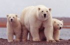Gli zoologi americani hanno scoperto una nuova popolazione di 3 mila orsi polari in ottima salute