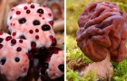 8 types de champignons qui ressemblent davantage à des créatures extraterrestres