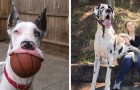 Vidéos de Chiens