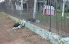 Video Video's van Honden Honden