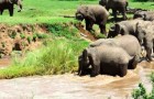 Elephant calf river rescue