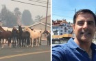 Video Video's Paarden Paarden