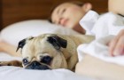 Les femmes dorment mieux avec leur chien qu'avec une autre personne : c'est ce qu'affirme une curieuse recherche