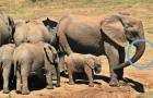 Vidéos d' Eléphants