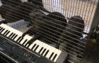 Even otters know how to play the piano ... or maybe !