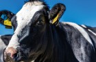 Solo il 60% di una mucca finisce in macelleria: ecco come viene impiegato il resto
