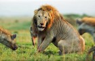 Video Naturvideos Natur