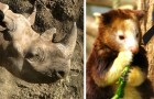 Video di Animali