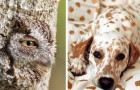 Video Hundevideos Hunde