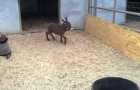 Adorable baby donkey