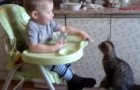 Video Video's van Katten Katten