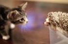 Kitten and hedgehog meet for the first time