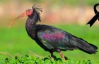 Un rarissimo esemplare di ibis eremita è stato abbattuto dai bracconieri nei cieli della Toscana
