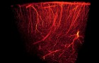 Un tout nouveau type de vaisseau sanguin a été découvert : il était caché dans les os humains