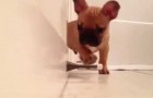 The cute French bulldog finds a new toy