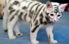 Video de Gatos