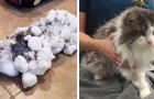 Video di Gatti