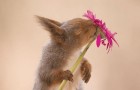 Ein Eichhörnchen besucht jeden Tag das Haus des Fotografen: Er kreiert jedes Mal eine andere Szene und macht ein Foto