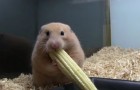 Un hamster qui a faim est un hamster 