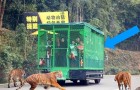 Deze dierentuin in China plaatst bezoekers in kooien terwijl de dieren vrij rond kunnen lopen