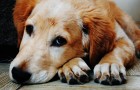 Video di Cani