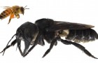 Pensavano si fosse estinta, invece l'ape più grande del mondo abita ancora sul nostro pianeta