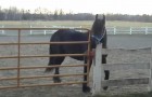 Video Video's Paarden Paarden