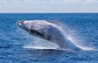Video Balene
