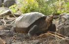 Après plus de 100 ans, une tortue géante considérée comme éteinte est réapparue aux Galapagos