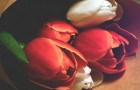 Die romantische Legende von der Geburt der Tulpe, der Blume des Frühlings und der Liebe