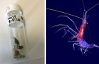 Le plastique n'épargne même pas les abysses : on a trouvé des animaux contaminés dans la fosse des Mariannes