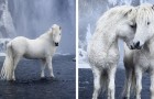 Un photographe capture de magnifiques images de chevaux plongés dans le paysage épique de l'Islande