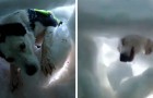 Un uomo intrappolato sotto la neve filma il momento in cui viene soccorso da un cane da salvataggio