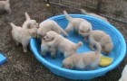 Questi dolcissimi cuccioli si spazientiscono quando non gli riempiono la piscina