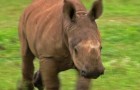 Baby rhino recovering from a gunshot is greatful to his rescuers